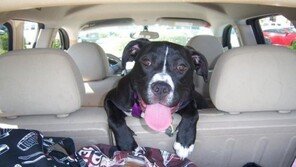 강아지 차멀미 예방법 5가지!