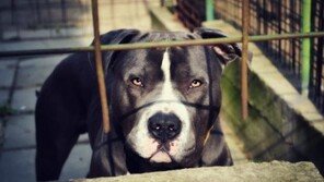 핏불테리어 위험하지 않다?..투견이 불러온 개싸움