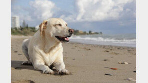 '물만 보면 뛰어드는 개, 그래도 이런 물은 ㅠㅠ'