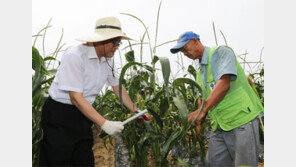 괴산 명물 ‘대학찰옥수수’ 본격 출하