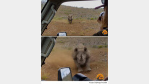 분노한 코뿔소, 차를 공격해 ‘공포’