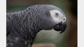 “총 쏘지 마!”..앵무새 법정 증인되나