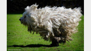 '풀리' 사촌 '푸미', 美커넬클럽 190번째 견종 등록