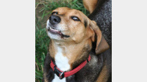 강아지의 건강한 치아관리 방법