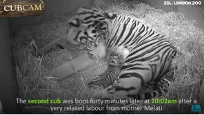 쌍둥이 새끼 ‘숨풍숨풍’, 호랑이 출산 장면 포착