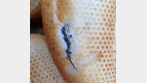 단백질이 풍부한 도마뱀 구이 빵