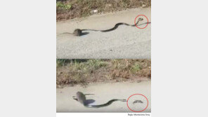 뱀과 싸워 새끼를 구한 엄마 쥐