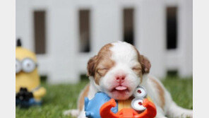 렙토스피라 백신 신약 부작용 경고