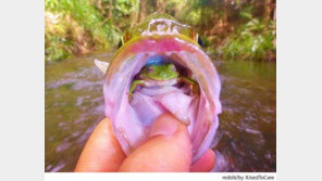 물고기 입속 개구리 구출해