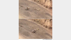 불 스네이크 vs ‘터프’ 토끼