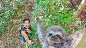 “촬영, 1시간 걸렸을까”… 나무늘보, 미소 셀카 ‘인기 폭발’