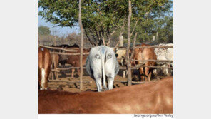 소 엉덩이에 부리부리한 눈…사자 쫓아 낼까?