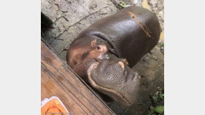 죽은 마약왕의 산 애완하마떼..`근심하는 콜롬비아`