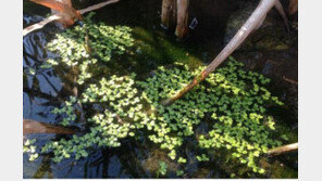 ‘나도좀개구리밥’ 국내서식 첫 발견…수질정화 효과 있어