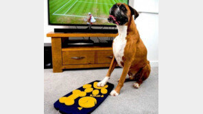 “색다른 즐거움!”… 강아지 전용 TV 리모컨 개발