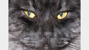 15살 넘은 고양이, 건강 판별법은?