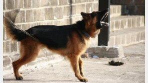 '개가 문적이 있다고 주택보험가입이 안된대요ㅠㅠ'