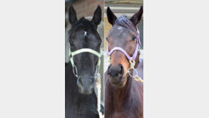 피노누아 vs 마이데이…10일 제11경주 ‘서울대표 최강 6세마’ 격돌