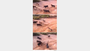 킹코브라와 개가 싸우면?