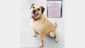 '너는 따뜻한 집에서 살아야해' 어느 노숙자의 개 포기각서