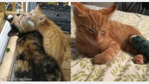 `우리 아이 좀 살려주세요' 사람에 SOS친 길고양이