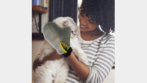 요리용장갑? 그루밍장갑!