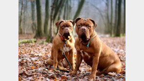 대형견은 아파트에서 못 키운다?..`7대 편견`