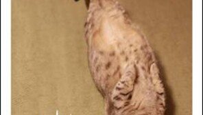 냥이와 집사, '...101가지 공통점'