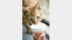 집냥이의 여름나기 전략 5가지