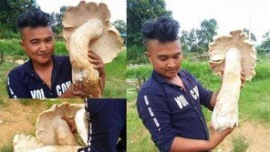 무게 4㎏·버섯갓 지름 66㎝, 거대 야생 버섯이 학교 운동장에?