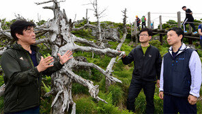 한라산 뒤덮은 제주조릿대, 벌채-말 방목해 없앤다