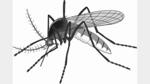 물증없는 살인범, 모기는 알고있다