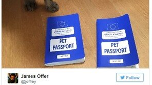 브렉시트가 영국 개의 삶에 미치는 영향