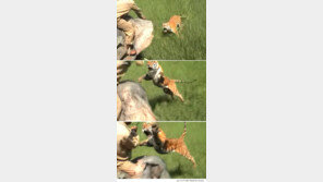 ‘호랑이는 무서워’…코끼리 탄 남자 공격해