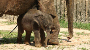 아기 코끼리 보러오세요
