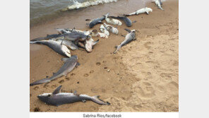 상어 100여 마리 해변에 밀려와, 미스터리