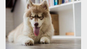 손님을 못오게 만드는 강아지 훈련법