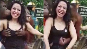 [영상]여자 가슴 대놓고 만지는 ‘19금’ 오랑우탄, 사육사가 교육?