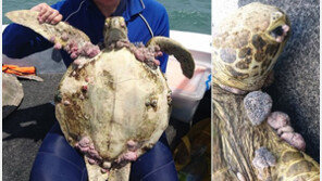 거북이 몸에 주렁주렁 달린 것은 무엇? 뒤집어 보니…