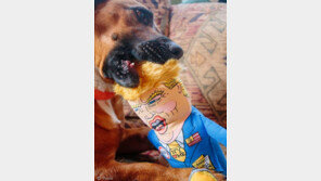 '트럼프는 개나 줘버려?' 트럼프 본뜬 개장난감 불티