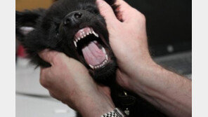 “개고양이, 치과치료하는데 왜 마취하냐고요?”