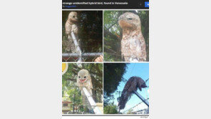 도심에 나타난 괴물 새, 정체는?