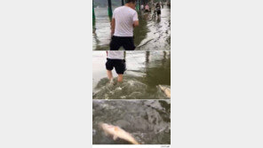 물고기 산책 시키는 남자 ‘포착’…이런 모습 처음이야