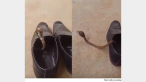 구두 속에 숨어 있는 코브라 발견 ‘깜짝’