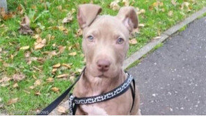 "개가 핏불 닮았군요..압수합니다!"