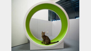 "집사야, 옆집 냥이는 오늘도 돌리더라"