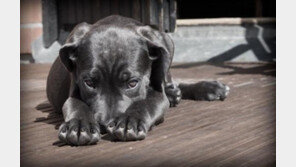 가족이 된 유기견 '기다리고, 기다리고, 또 기다리세요!'