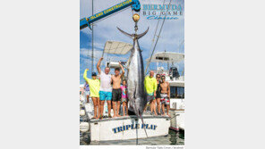 무게 423kg 초대형 청새치 잡혀…고래만한 크기 ‘깜짝’