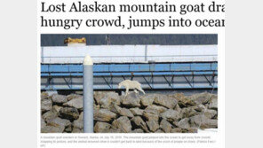 "사진 찍자!"..폰카 공세에 알래스카 산양 익사