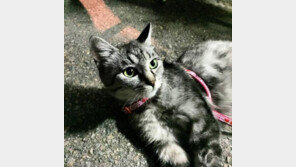 느닷없이 발길봉변 임신냥이 모닝, 새끼 7마리 순산